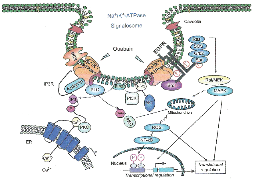 International Journal Of Biomedical Science 